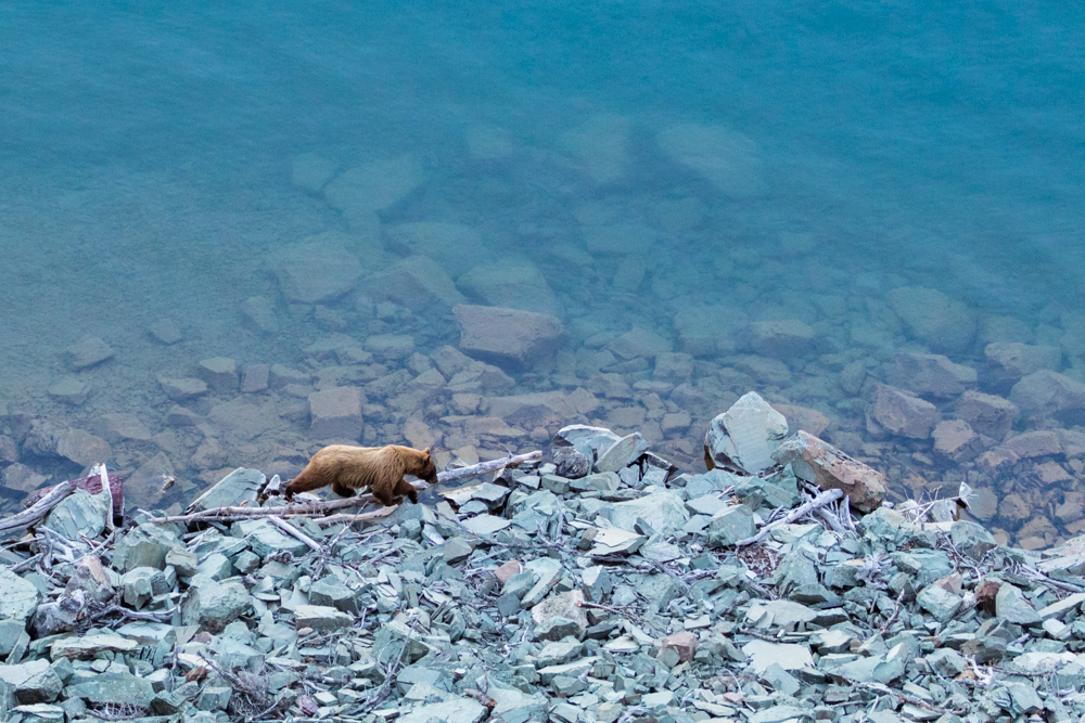 Grizzly bear walking along shoreline of St. Mary